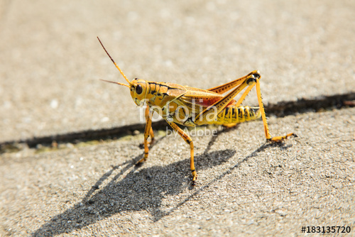 yellow locust