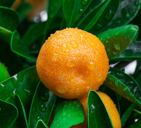 yellow mandarin