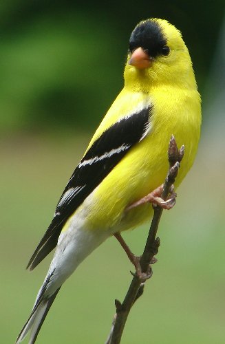 yellowfinch