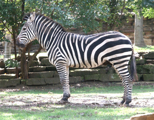zebra body