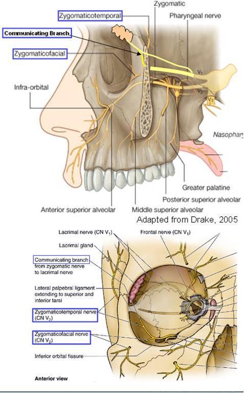 zygomatic nerve