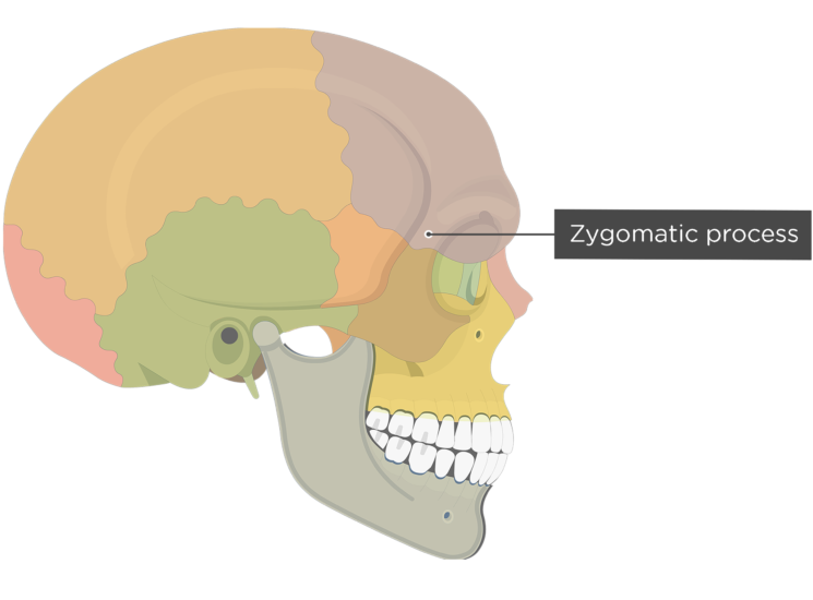 zygomatic process of frontal bone