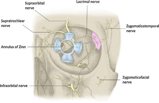 zygomaticofacial foramen