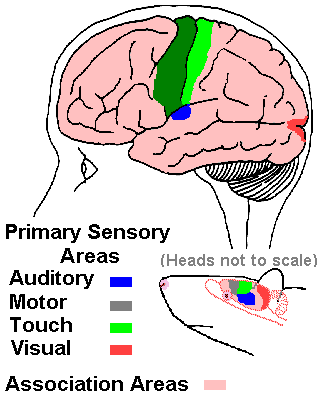 associative cortex
