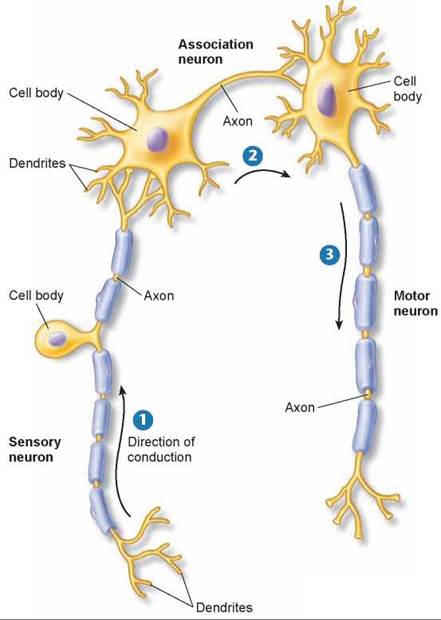 associative neuron