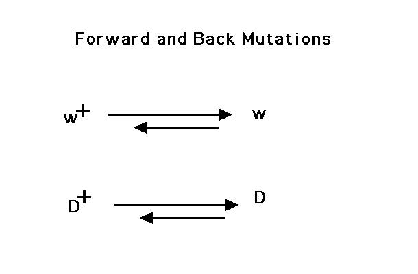 back mutation