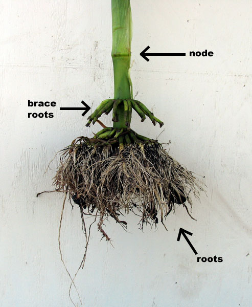 brace root