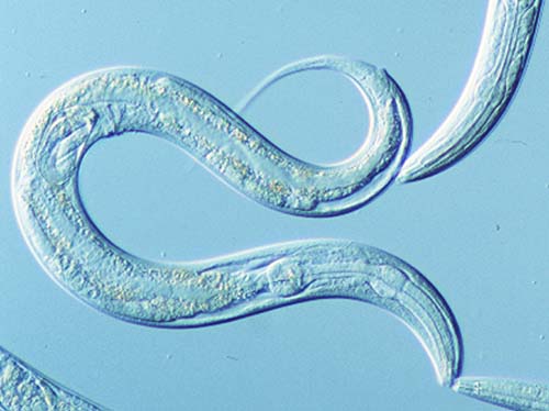 c. elegans