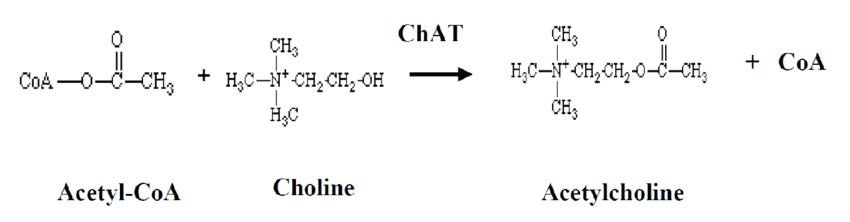 choline acetyltransferase