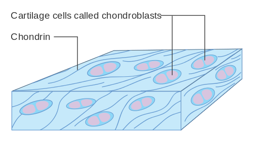 chondroblast