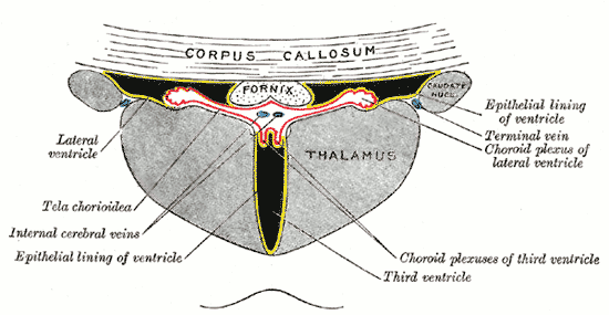 choroid tela of fourth ventricle