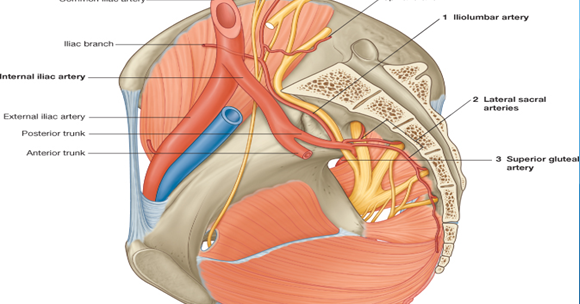 dorsal artery of clitoris