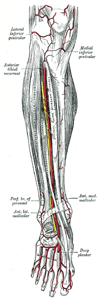 dorsal artery of foot