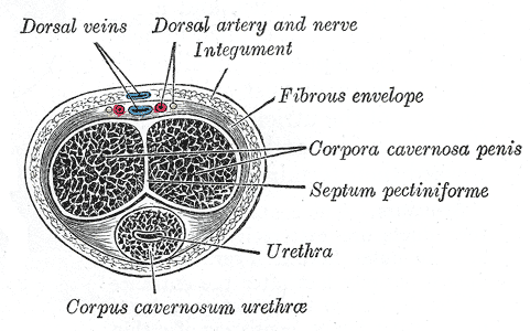 dorsal artery of penis