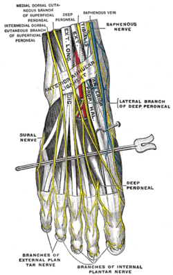 dorsal digital nerve of foot