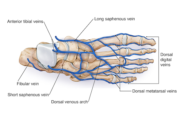dorsal digital vein of toe