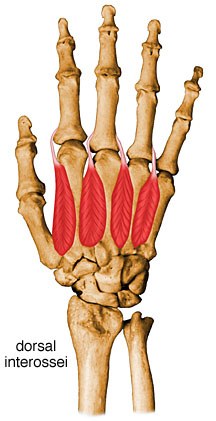 dorsal interosseous muscle of hand