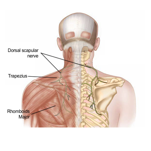 dorsal nerve of scapula