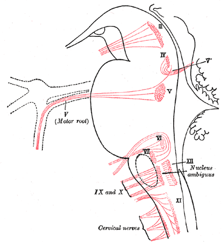 dorsal nucleus of vagus