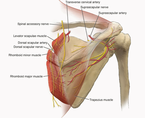 dorsal scapular artery