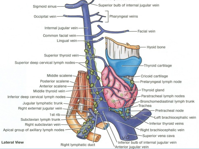 dorsal scapular vein