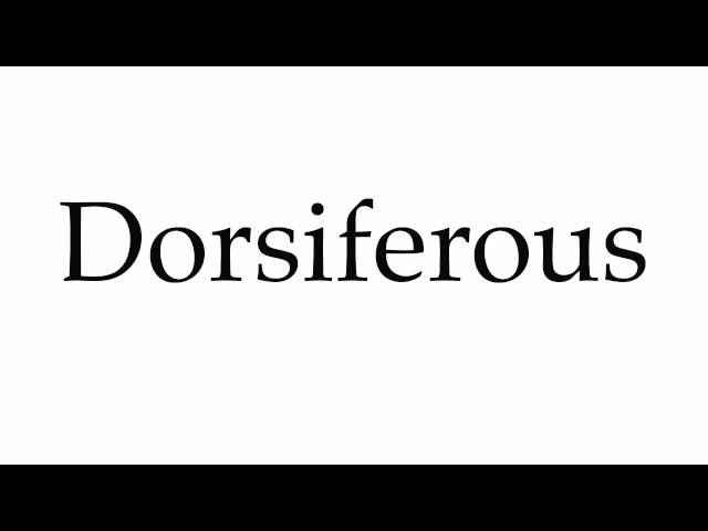 dorsiferous