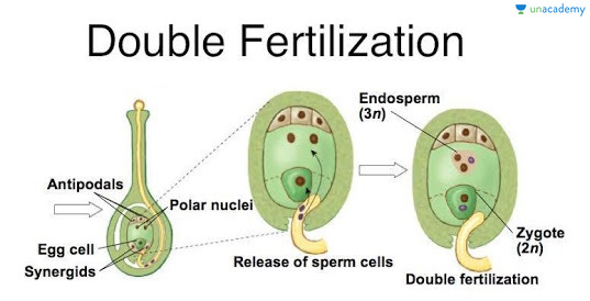 double fertilization