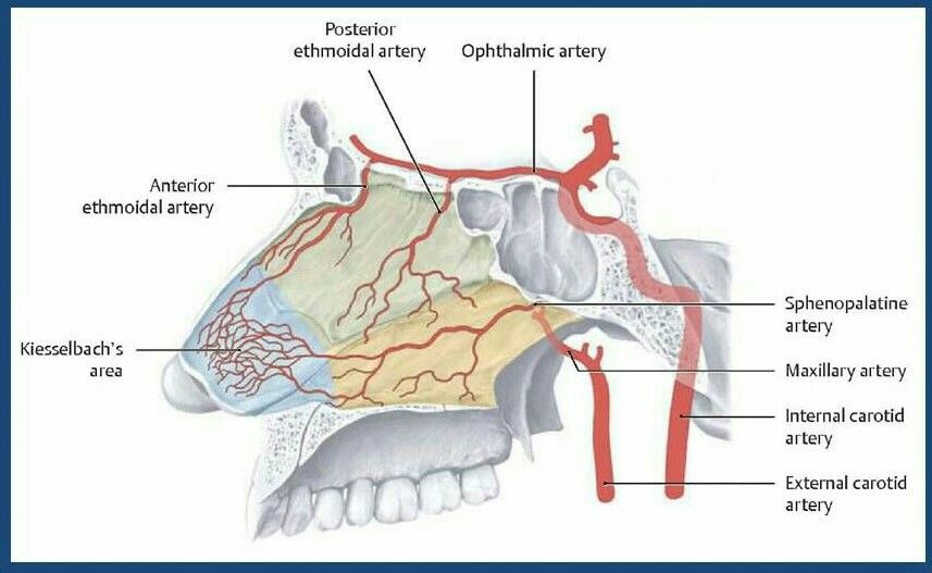 ethmoidal artery