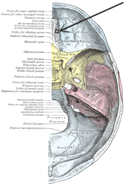 ethmoidal foramen