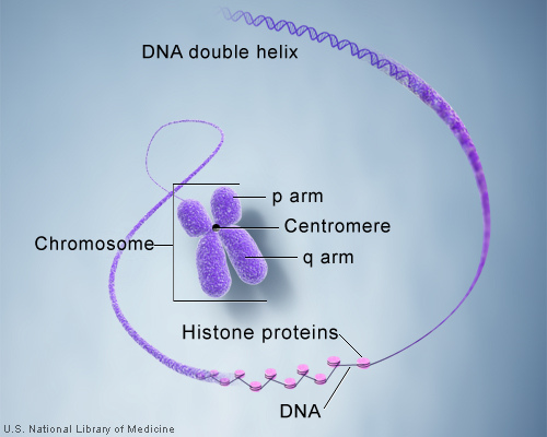 euchromosome