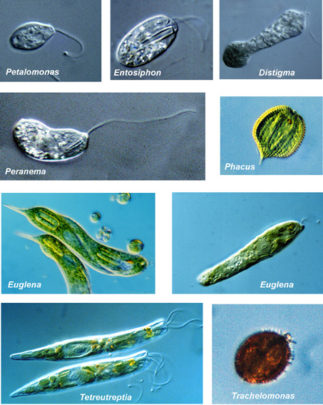euglenophyte