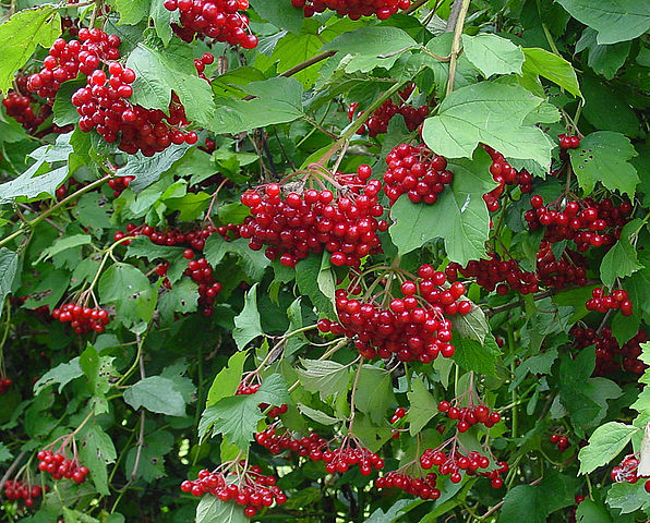 European cranberry