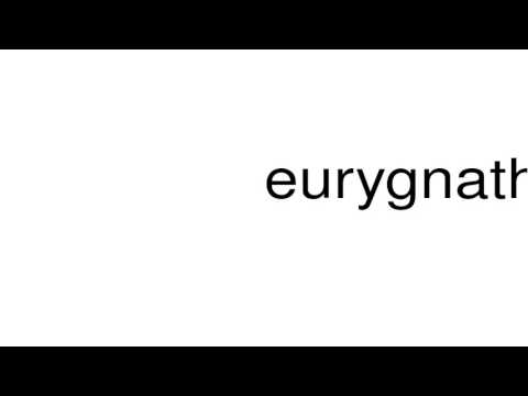eurygnathic