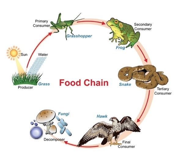 food chain