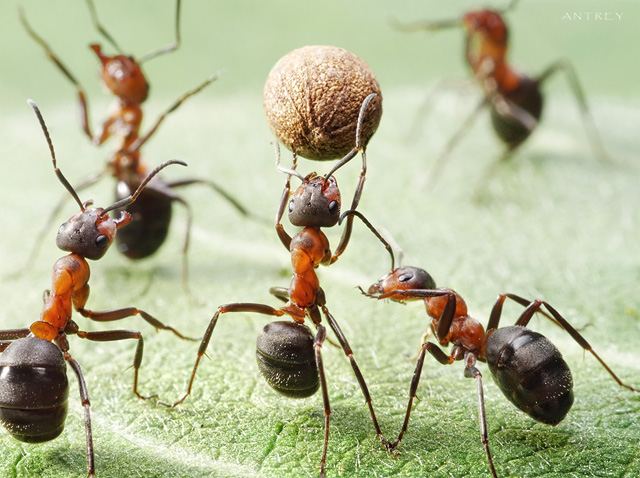 foraging ant