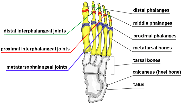 forefoot