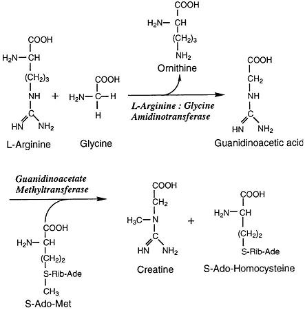 glycine amidinotransferase