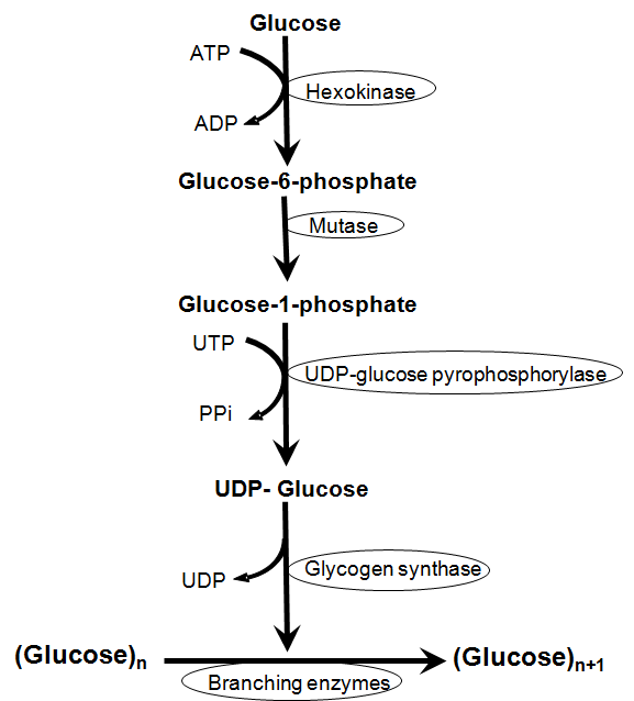 glycogenesis
