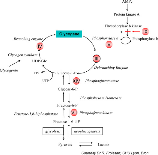 glycogenosis