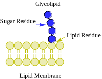 glycolipid