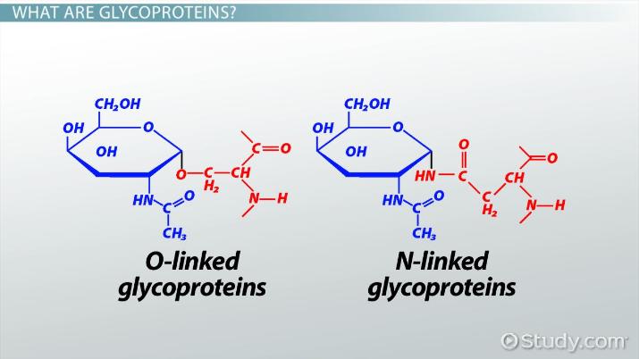 glycoprotein