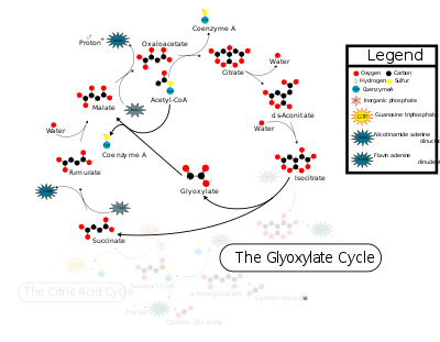 glyoxylate