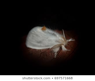 goldtail moth