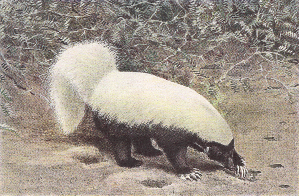 hog-nosed skunk