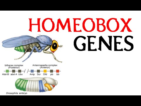 homeobox gene