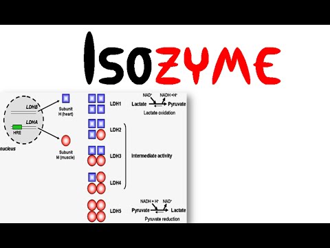 isozyme