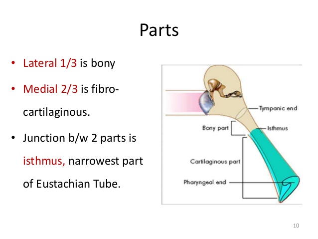 isthmus of auditory tube