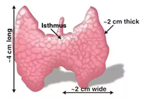 isthmus of thyroid