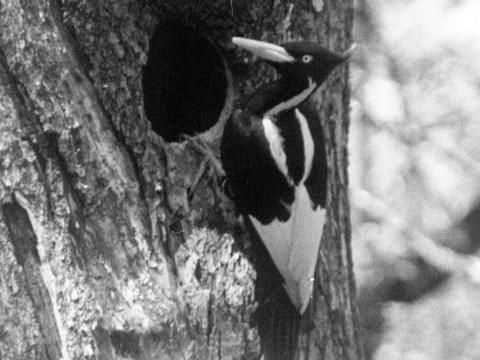 ivory-billed woodpecker