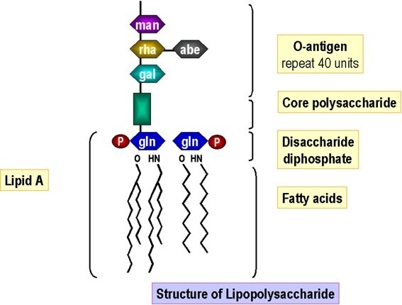 lipopolysaccharide